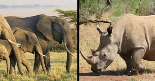 Elephant And Rhino Populations Sky Rocket Thanks To Anti-Poaching Efforts