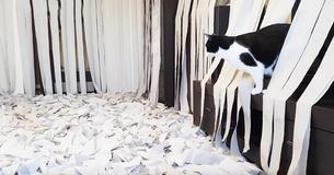 Cat Goes Absolutely Nuts In A Room Full Of Toilet Paper