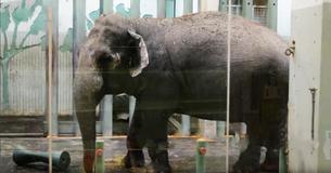 Cet éléphant isolé est sans ami depuis 11 ans