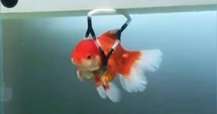 Un homme a construit un "fauteuil roulant" pour que son poisson rouge ne nage plus à l'envers
