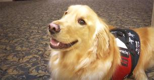 Buddy The Therapy Dog Gives Comfort To Grieving Guests At Funeral Home