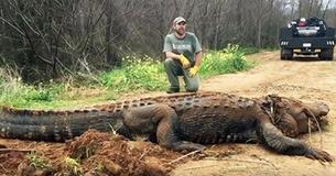 Boer in Georgia ontdekt "Enorme" krokodil van 300 kg in de sloot