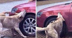 Un conducteur qui a donné un coup de pied à un chien errant se fait écraser par le même chien qui revient avec quelques-uns de ses amis