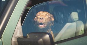 Heatwave Entails Deadly Danger For Dogs Left In Cars