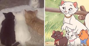 Une chatte nommée Duchesse choque les propriétaires en donnant naissance au reste des "Aristochats"