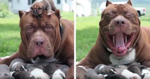 La nouvelle portée du plus grand pitbull au monde, Hulk, sera vendue pour un montant incroyable de 500 000 $