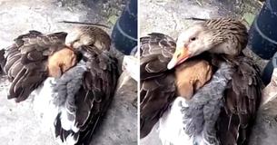 Verlaten puppy bevroor op straat tot gans besloot hem op te warmen met haar vleugels