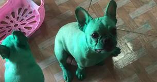 Dogs Turn Themselves Green In Late-Night Kitchen Stroll
