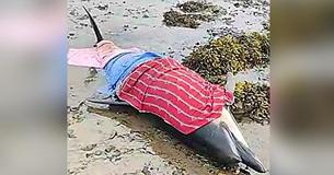 Stranded Dolphin Rescued By Gardaí And Fire Services From Shore In Tralee, Ireland