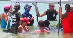 Five Pilot Whales Were Rescued After Beaching Themselves, They Are Now Showing Signs Of Recovery