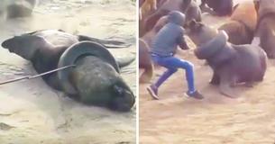 Mutiger Mann entfernt Reifen, der auf dem Nacken eines Seelöwen feststeckte
