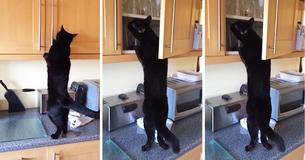 Man Laughs At How Far His Cat Will Go To Steal Treats