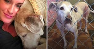 Une femme de service adopte une chienne âgée qui est en attente dans un refuge pour animaux depuis 7 ans.