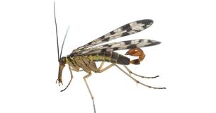 Scorpionflies Are A Thing, But They're Not As Terrifying As They Look