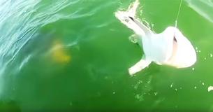 Un mérou de 220 kg mange un requin en une seule bouchée en présence de pêcheurs choqués