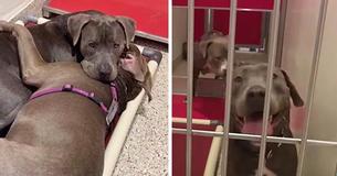 Des pitbull deviennent les meilleurs amis et se réconfortent mutuellement au refuge