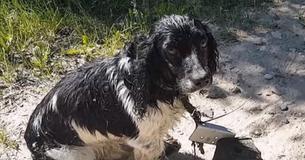 Une femme voit un chien effrayé avec une ancre de presque 6 kg autour de son cou près de la rivière