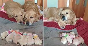 Beelden tonen schattige papa en mama Golden Retriever die over hun pasgeboren pups waken