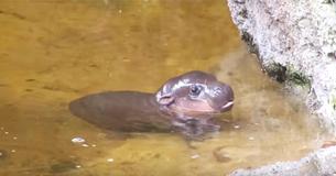 Un adorable bébé hippopotame nage pour la première fois avec sa mère