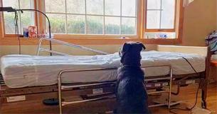 Fidèle chien attend près le lit d'hôpital vide de son propriétaire longtemps après que le corps ait été emmené