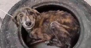 Streunender Hund, der früher in einem alten Reifen lebte, will nichts weiter als seinen Retter liebkosen