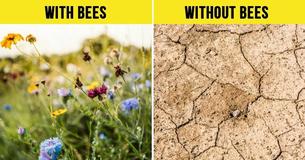 Why Bees Are So Vital And What We Can Do to Prevent Them From Going Extinct