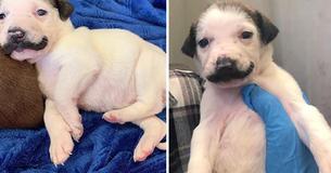 A Shelter Puppy Is Rocking The Sweetest Handlebar Mustache