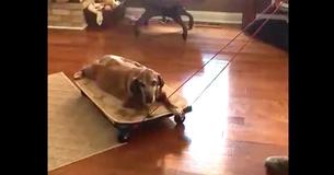Owner Builds Special Cart So Old Dog With Arthritis Won't Feel Left Behind