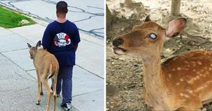 A Young Boy Helps Deer Without Eyesight Walk To Food Each Day Before He Goes To School