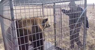 Bears Rescued From Concrete Pits Enjoy Freedom And Grass Under Their Paws For The First Time