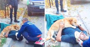 Prueba de lealtad: perro se niega a abandonar a su dueño herido