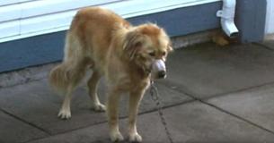 Una pareja descubre un perro con la boca tapada con cinta adhesiva, para salvarlo irrumpen en el patio trasero del vecino
