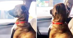 Pup Gives Owner The Cold Shoulder After She Collects Him From The Dentist