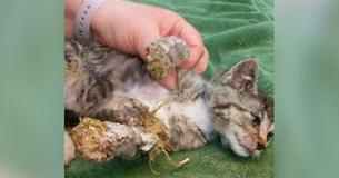 Un pauvre chaton de 8 semaines trouvé dans une poubelle avec la tête et les pattes recouvertes de mousse durcie