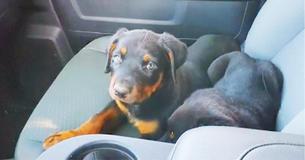 Hero Construction Worker Hits Brakes For Three Abandoned Pups Huddled Against Each Other On Hectic Road