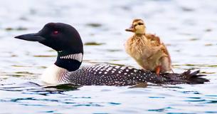 Wild Loons Lost Their Baby And Decided To Adopt An Orphaned Duckling