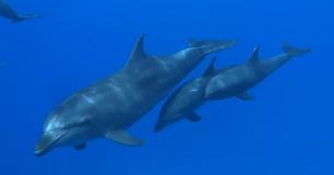 Sensationelle Beobachtung: Delfin-Mutter adoptiert Baby einer anderen Art