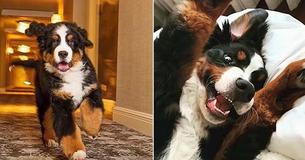 This Resort In Aspen Has Its Very Own Bernese Mountain Dog Who Will Tuck You In At Night