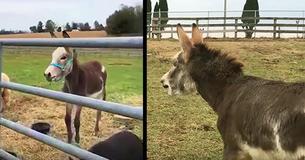Little Donkey Cries When His Mother Is Gone But Has The Sweetest Reaction When He Sees Her At The Gate