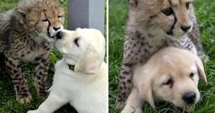 Zoos Are Matching Up Nervous Cheetahs With Support Dogs