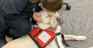 Therapy Dogs Sent To El Paso To Help Comfort Victims And First Responders