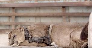 Un Lion qui a été enfermé pendant des décennies pour se produire au cirque a eu une réaction étonnante quand il a été libéré