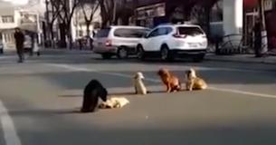 4 honden blokkeren drukke weg om hun vriend te beschermen die werd aangereden door een auto