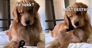 One Golden Retriever's Reaction To A Hair Clip Along With His Adorable "Thoughts" Added