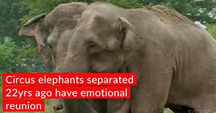 Circus Elephants Got Separated, Finally Reunited With Each Other 22 Years Later