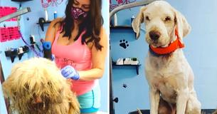 Une toiletteuse sympathique ouvre son salon au milieu de la nuit, pour donner à un chiot errant un relooking urgent
