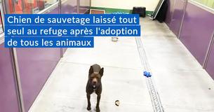 Un pit Bull de deux ans qui est "un chien de rêve" est le dernier animal de compagnie à l'abri après que tous les autres animaux ont été adoptés