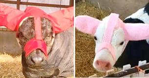 Farmer Makes Earmuffs For His Calves To Keep Them Warm