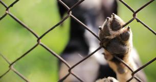 Ansturm vor dem Urlaub: Circa 70.000 Tiere in Heimen abgegeben