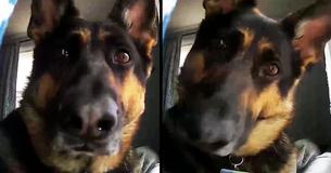 Home Security Camera Records Hilarious Footage Of Guard Dog